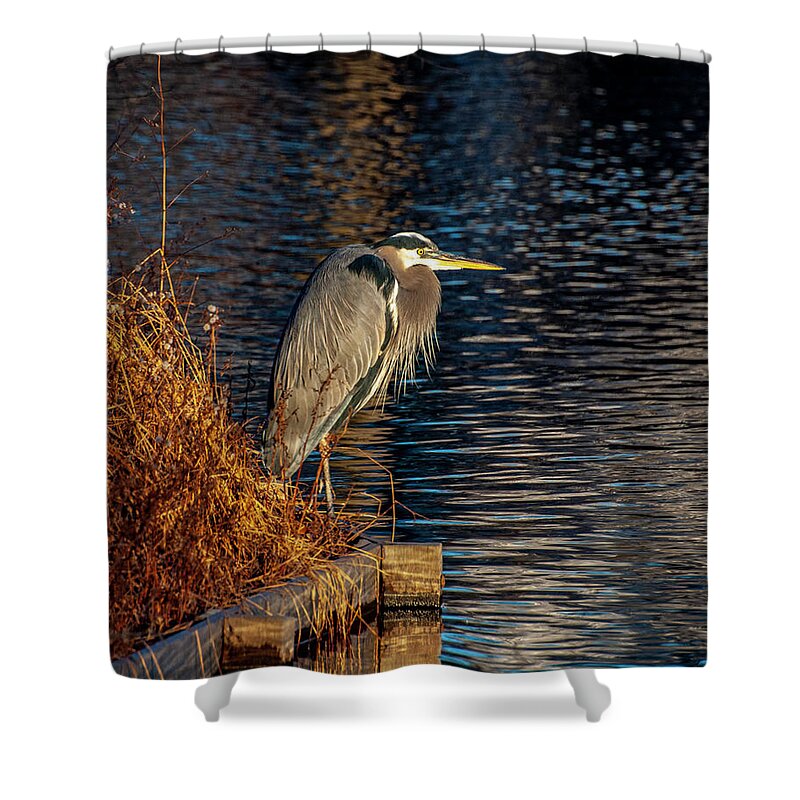 Bird Shower Curtain featuring the photograph Old Blue by Cathy Kovarik