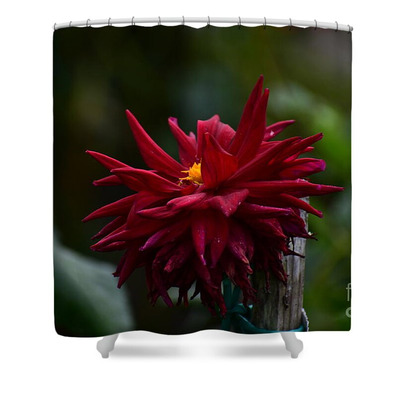 Dahlia Shower Curtain featuring the digital art Old but Beautiful by Yenni Harrison