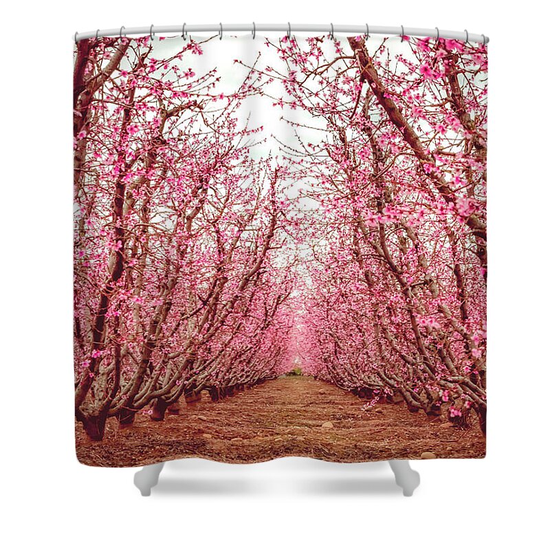 Blossom Trail Shower Curtain featuring the photograph Old Fruit Trees With New Blossoms by Elvira Peretsman