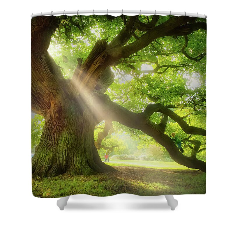 Old Oak Shower Curtain featuring the photograph Old oak in the morning light by Remigiusz MARCZAK