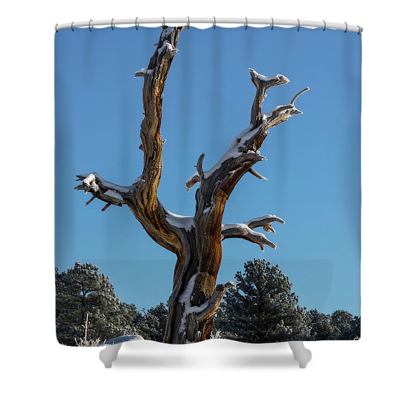 Colorado Shower Curtain featuring the photograph Old Tree - 9167 by Jerry Owens