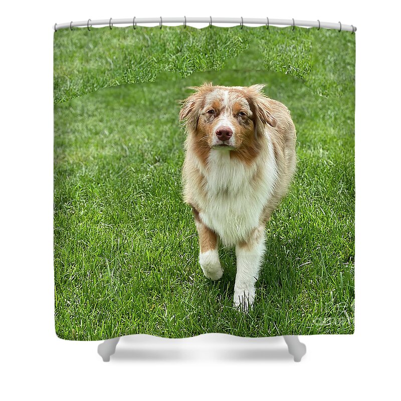 Ollie Shower Curtain featuring the photograph Ollie by Cathy Donohoue