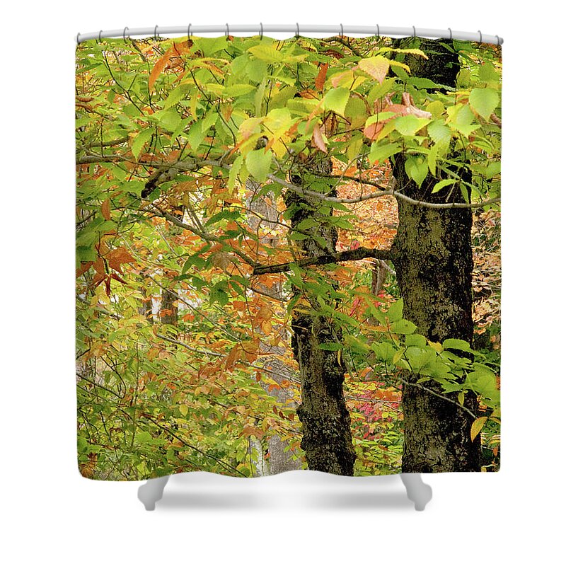 Nature Shower Curtain featuring the photograph On An Overcast Day In Autumn 17 by Dorothy Lee