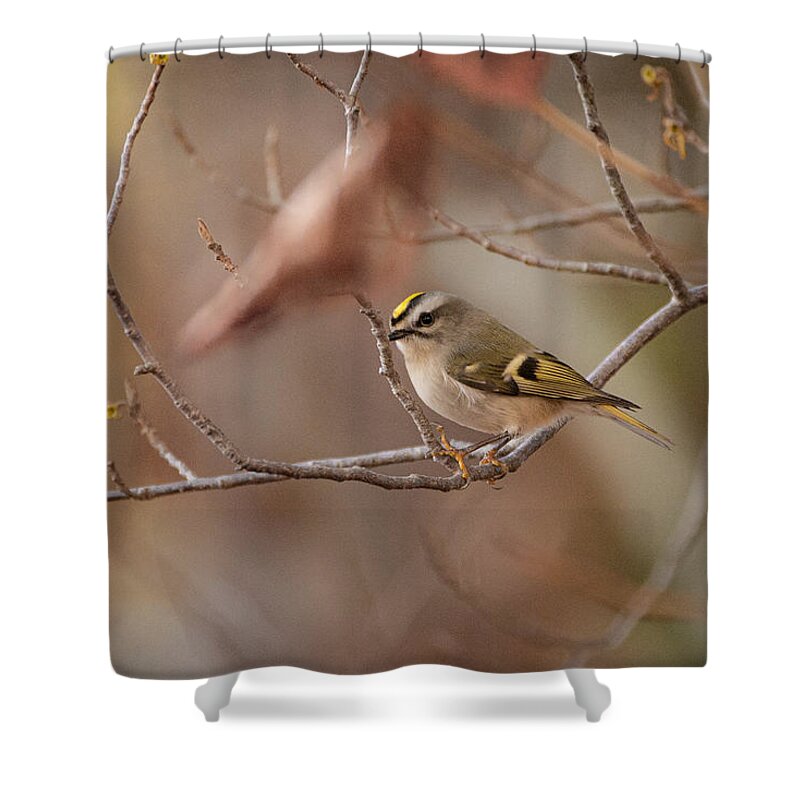 Bird Shower Curtain featuring the photograph On the Fly by Linda Bonaccorsi