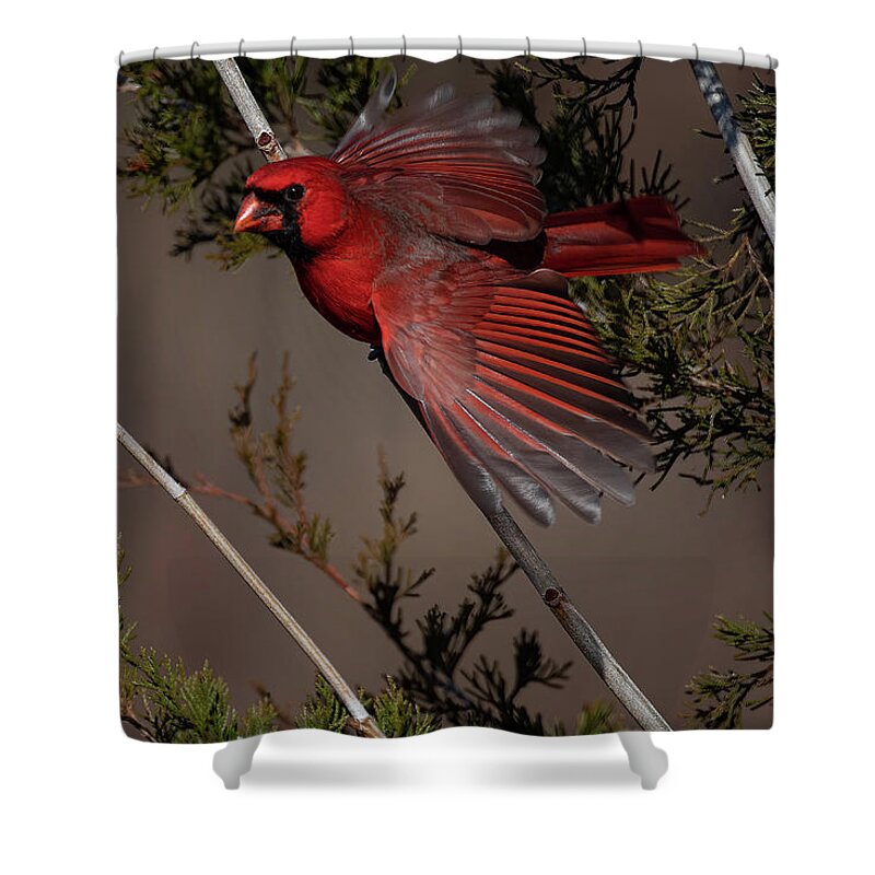 Nature Shower Curtain featuring the photograph On the Fly by Linda Shannon Morgan