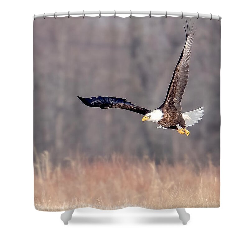 Eagle Shower Curtain featuring the photograph On the Wing by Rod Best