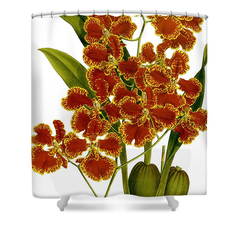 Oncidium Shower Curtain featuring the mixed media Oncidium Forbesii Orchid by World Art Collective