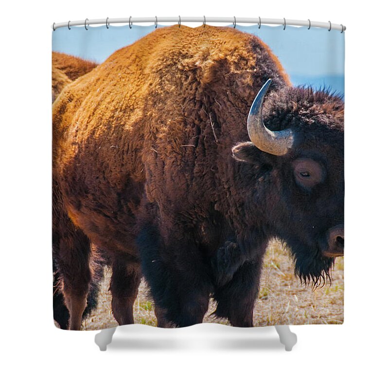 Agriculture Shower Curtain featuring the photograph Bison in Field in the Daytime by Tom Potter
