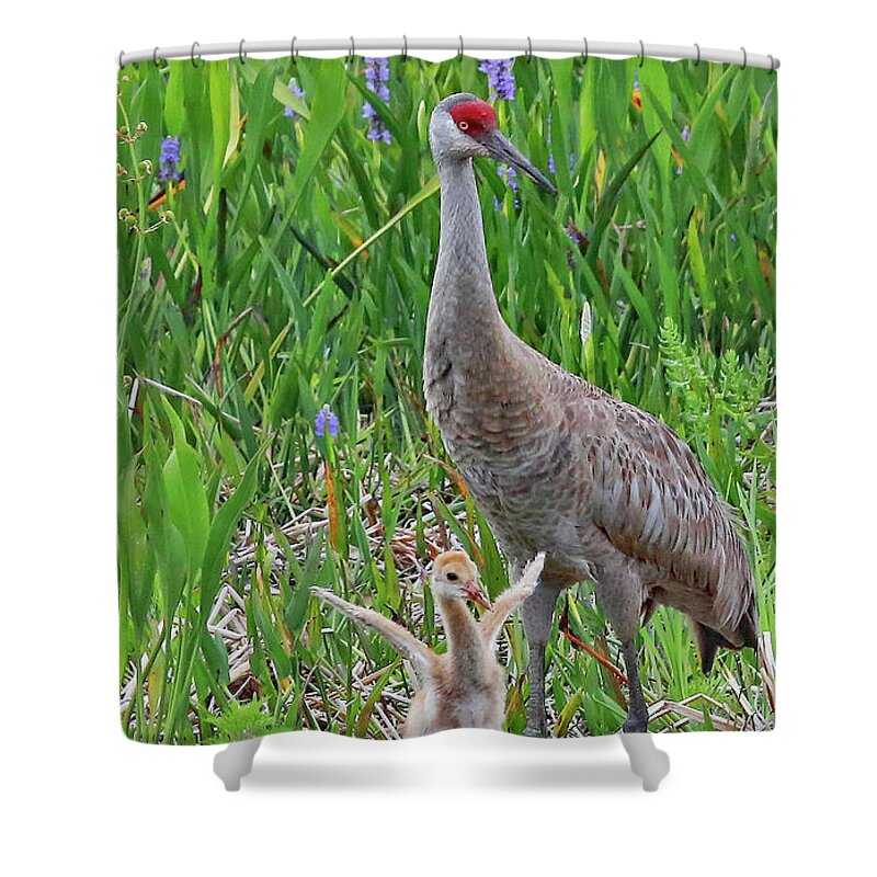 Sandhill Crane Shower Curtain featuring the photograph One Day My Little One by Gina Fitzhugh