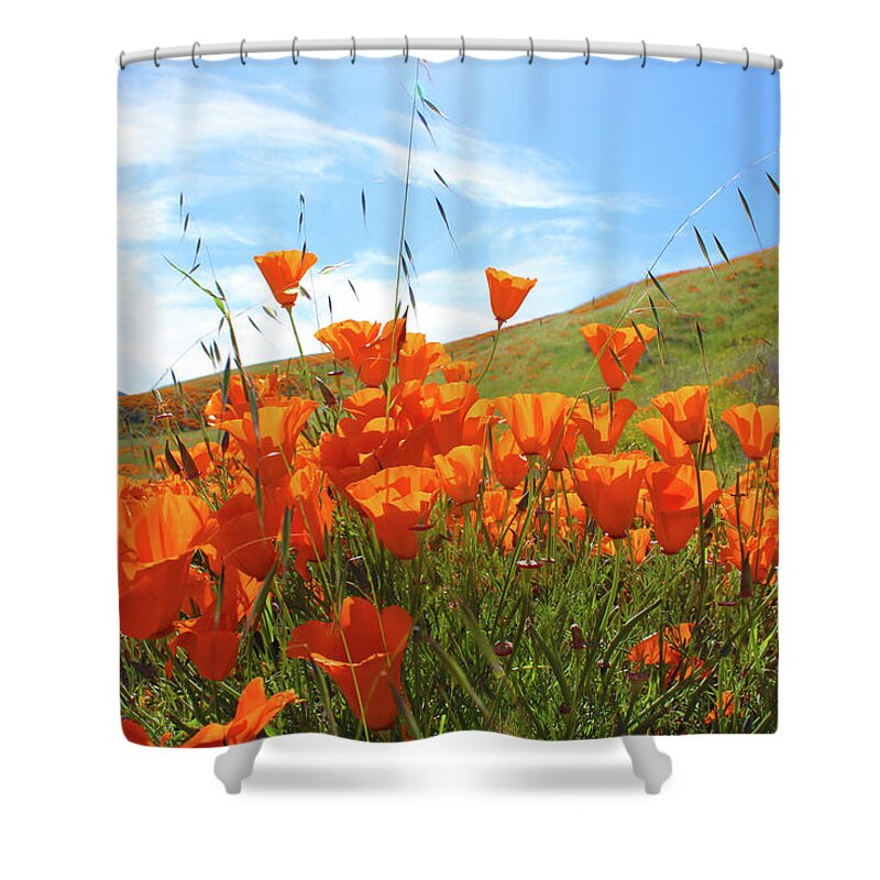 Flowers Shower Curtain featuring the photograph Once Upon a Time in a Poppy field by Marcus Jones