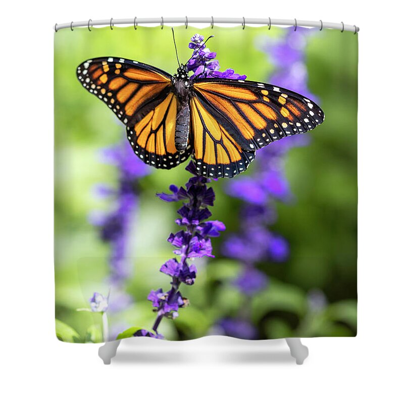 Butterfly Shower Curtain featuring the photograph Open Wide by Patty Colabuono