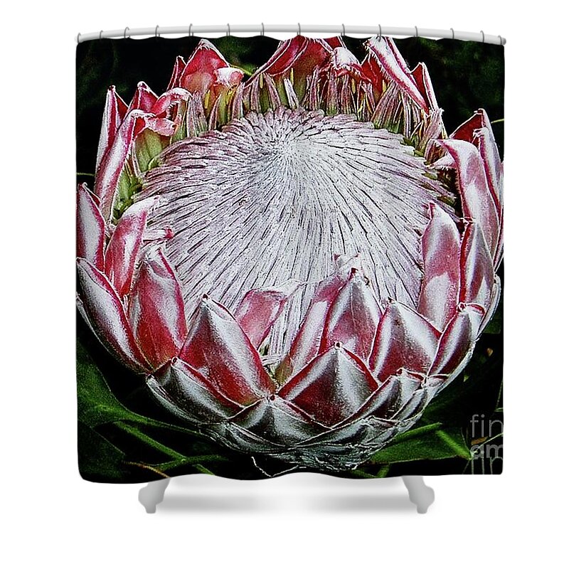 Maui Shower Curtain featuring the photograph Opening Up King Protea by Cheryl Cutler