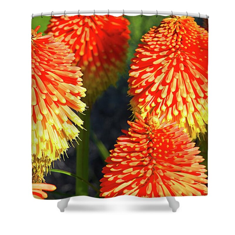 Blooming Shower Curtain featuring the photograph Orange And Yellow Blossoms by David Desautel