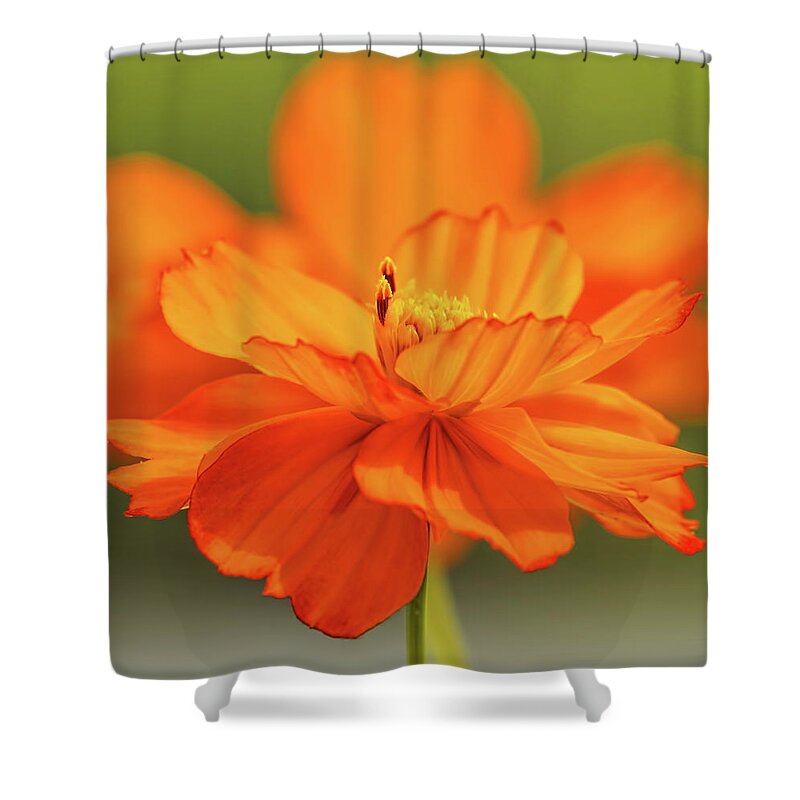 Flower Shower Curtain featuring the photograph Orange Cosmos Pair by Dale Kauzlaric