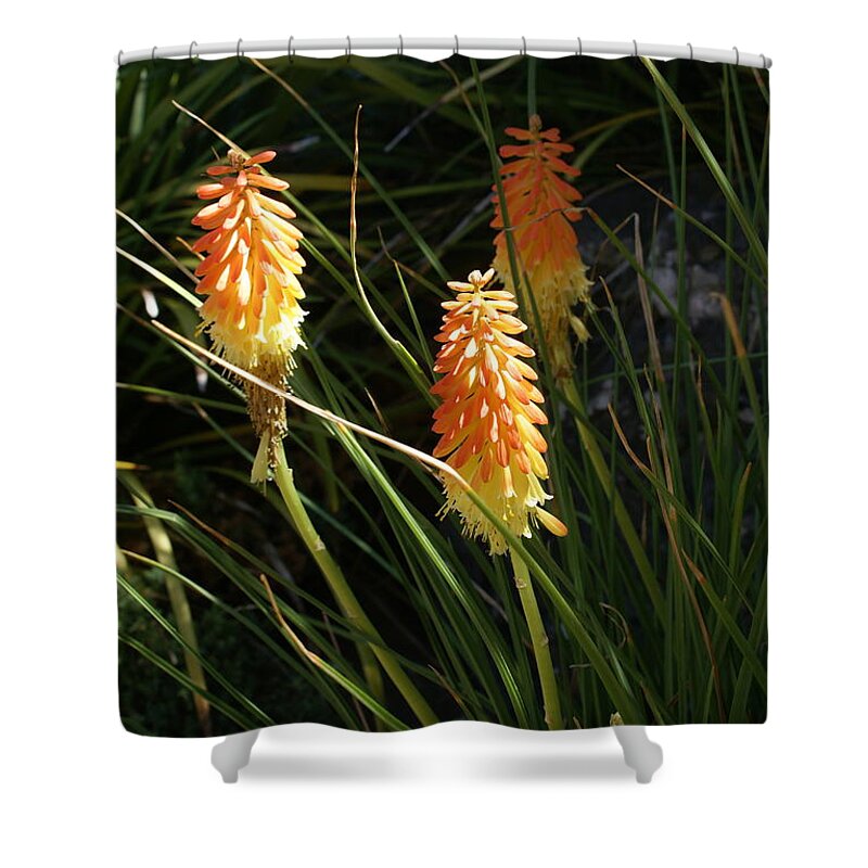  Shower Curtain featuring the photograph Orange Delight by Heather E Harman
