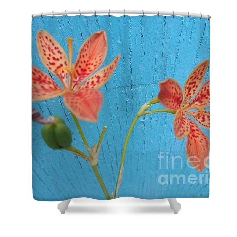 Orange Shower Curtain featuring the photograph Orange Lily on blue by Nancy Graham