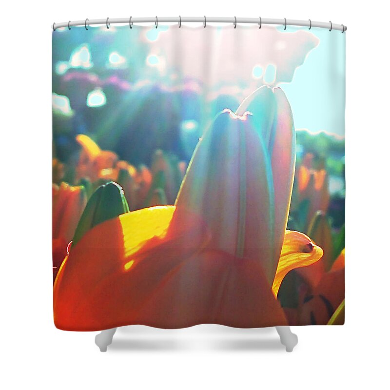 Orange Lily Closeup Shower Curtain featuring the digital art Orange Lily Sun Splash by Pamela Smale Williams