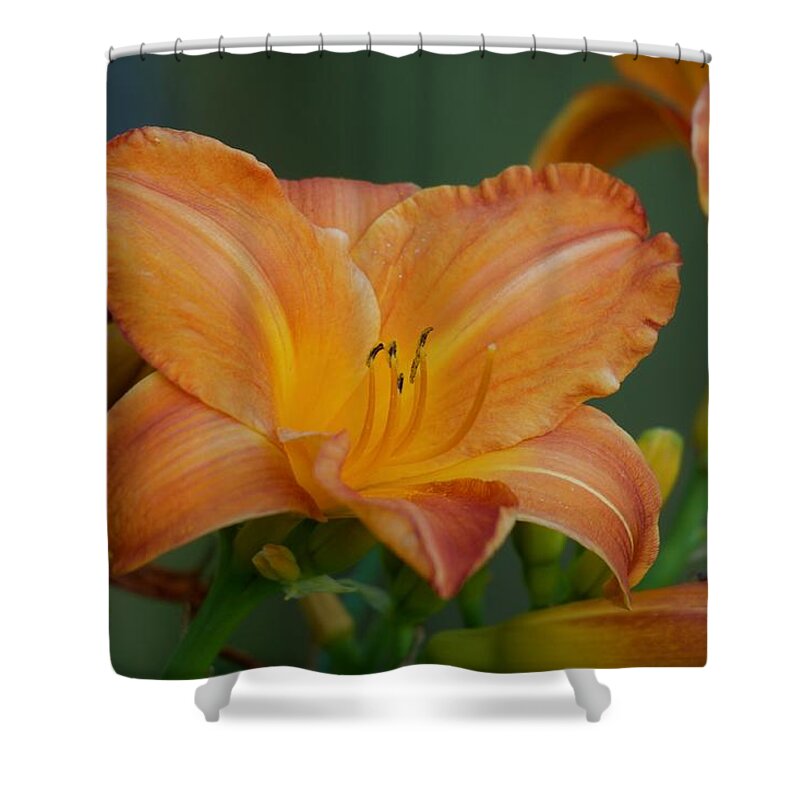 Lily Shower Curtain featuring the photograph Orange Summer 2022 by Richard Cummings