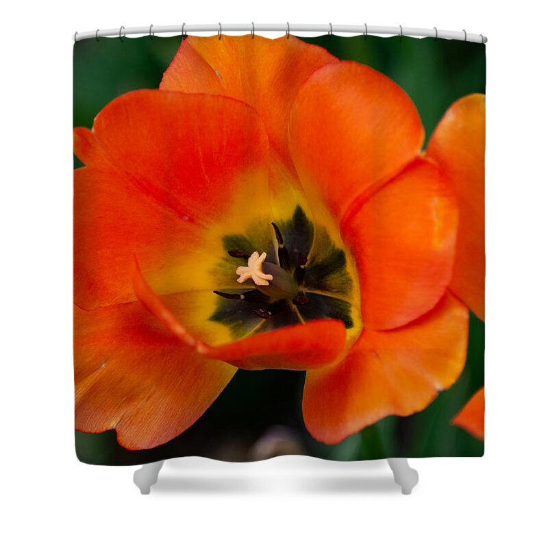 Tulip Shower Curtain featuring the photograph Orange Tulips by Linda Bonaccorsi