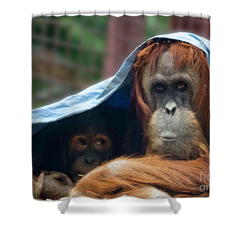 Orangutans Shower Curtain featuring the photograph Orangutan Mom and Baby by Shirley Dutchkowski