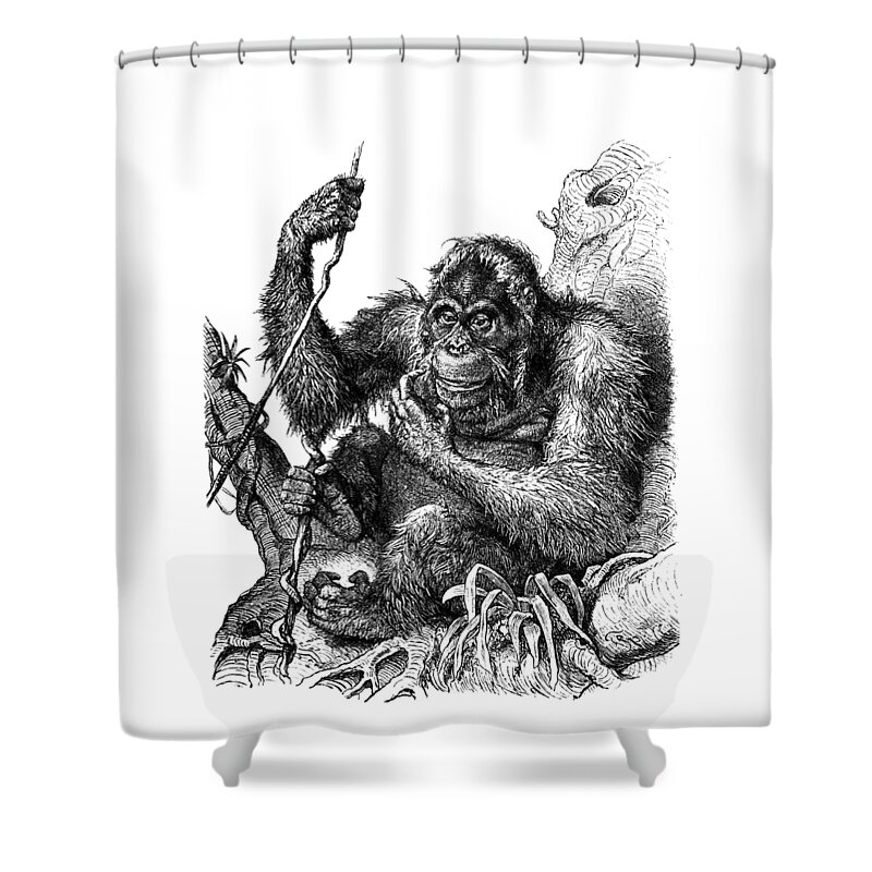 Orangutan Shower Curtains