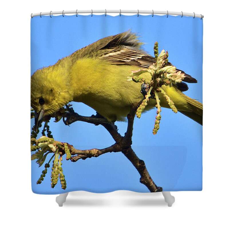 Bird Shower Curtain featuring the photograph Orchard Oriole at Patrick Marsh by Chris Pappathopoulos