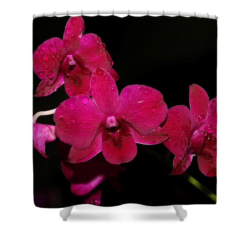 Orchid Shower Curtain featuring the photograph Orchid and Morning Due by Mingming Jiang