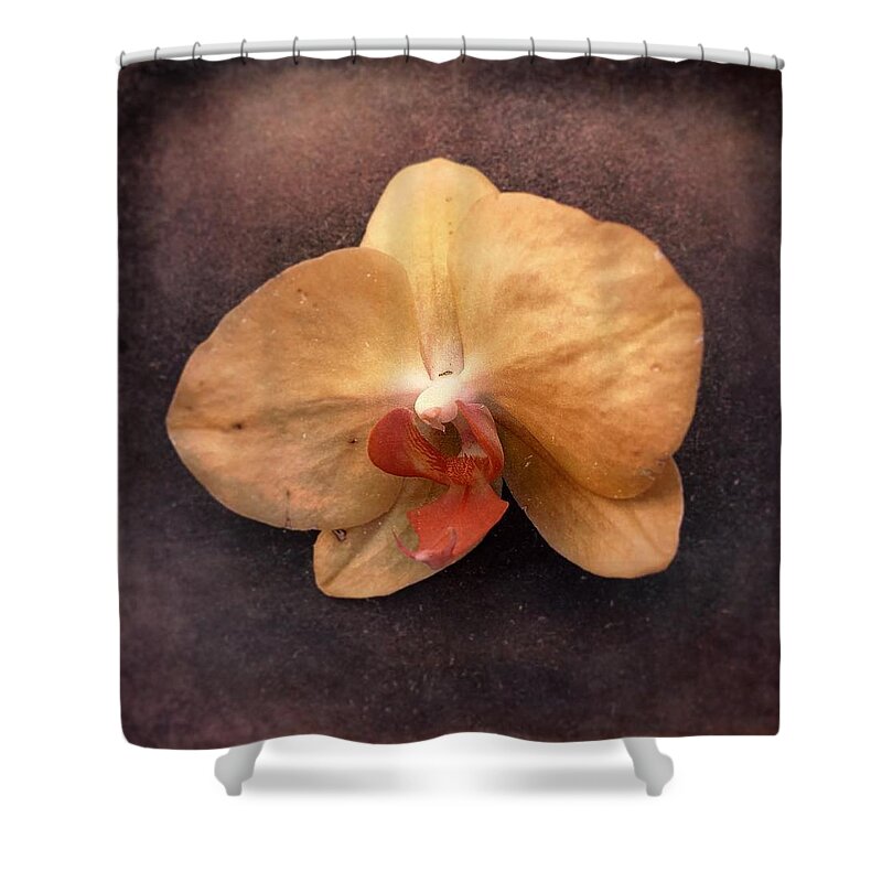 Spring Shower Curtain featuring the photograph Orchid by Jennifer Preston