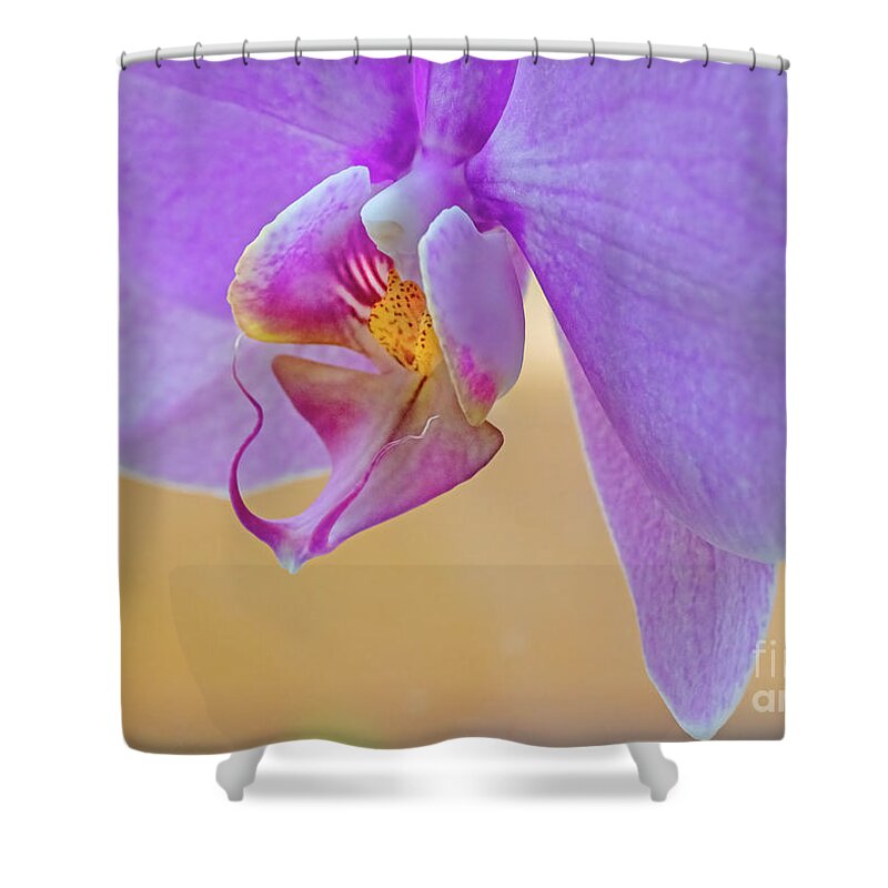 Disambiguation Shower Curtain featuring the photograph Orchid In My Window by Arik Baltinester