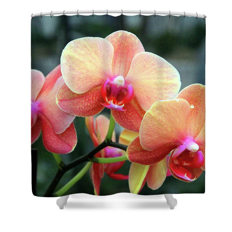 Orchid Shower Curtain featuring the photograph Orchid Peach by Carolyn Stagger Cokley