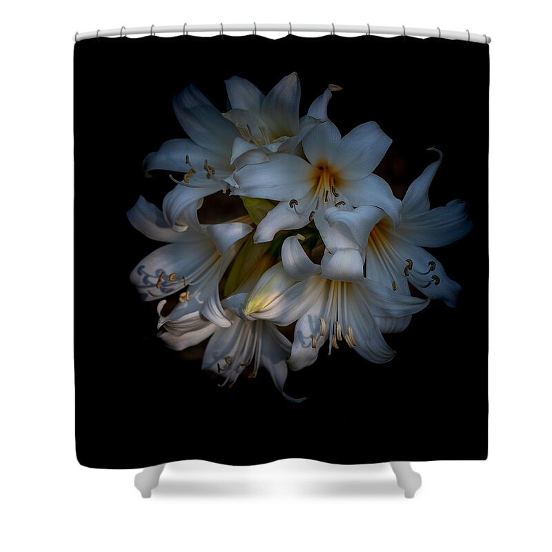 Oriental Lily Shower Curtain featuring the photograph Oriental Lily bulbs, Casablanca, against black by Alessandra RC