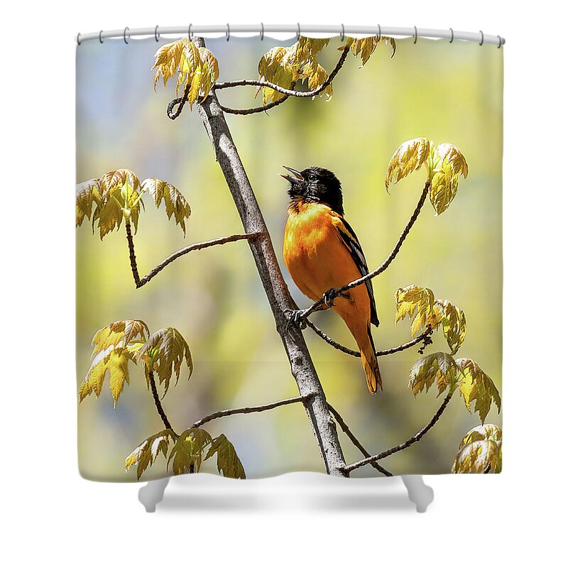 Baltimore Oriole Shower Curtain featuring the photograph Oriole by James Overesch