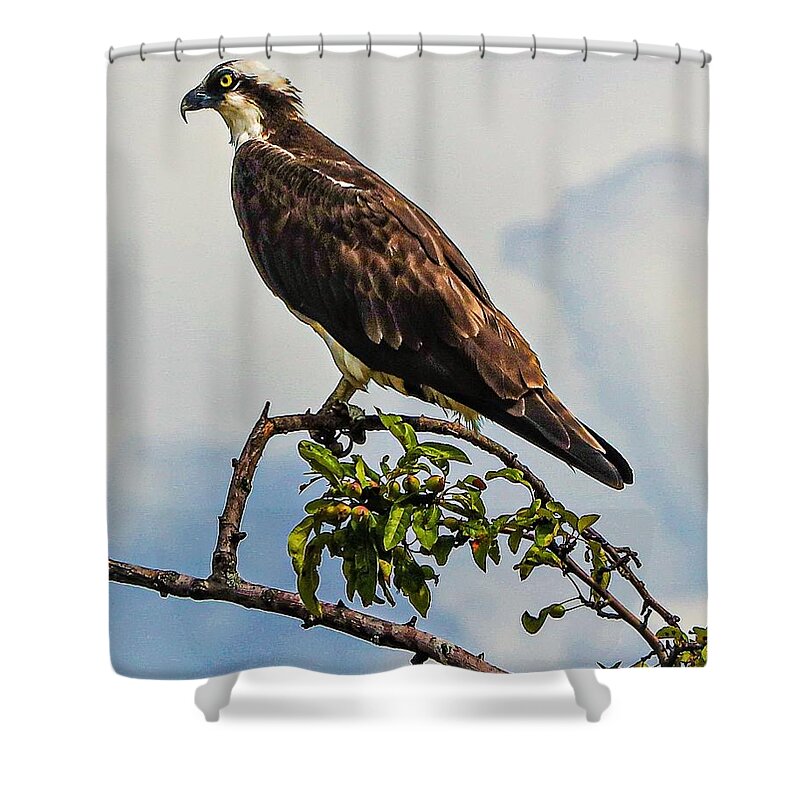 Ospray Bird Feathers Branch Leaves Shower Curtain featuring the photograph Osprey8 by John Linnemeyer