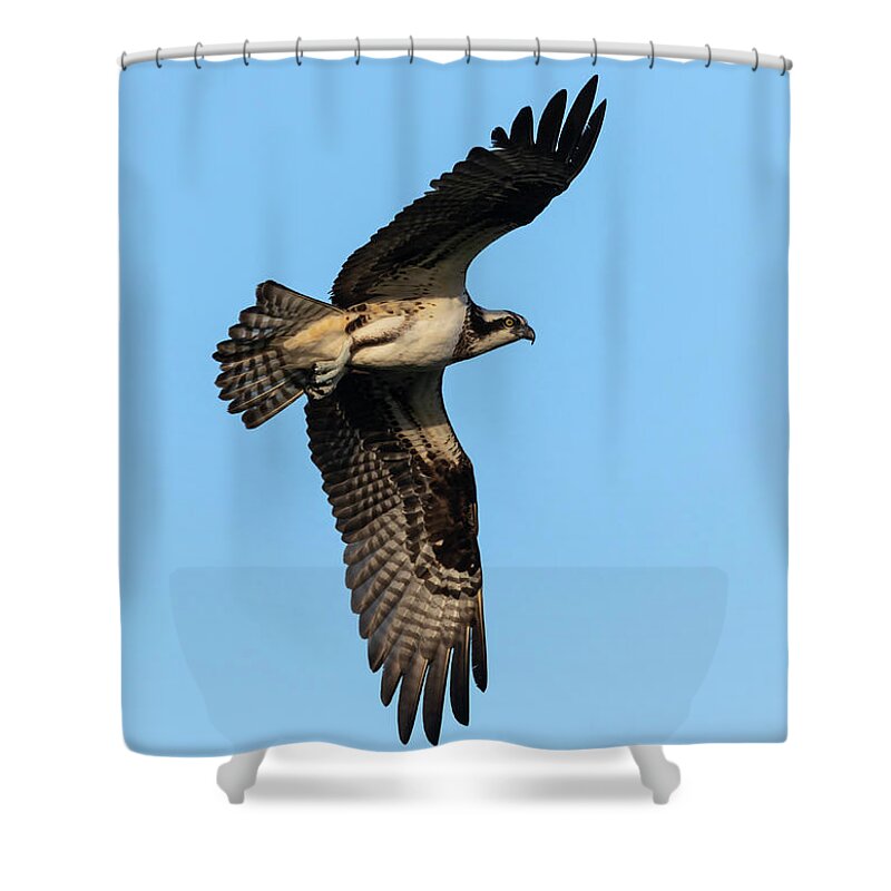 Osprey Shower Curtain featuring the photograph Osprey 2021-5 by Thomas Young