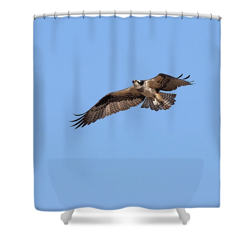 Osprey Shower Curtain featuring the photograph Osprey 2022-1 by Thomas Young