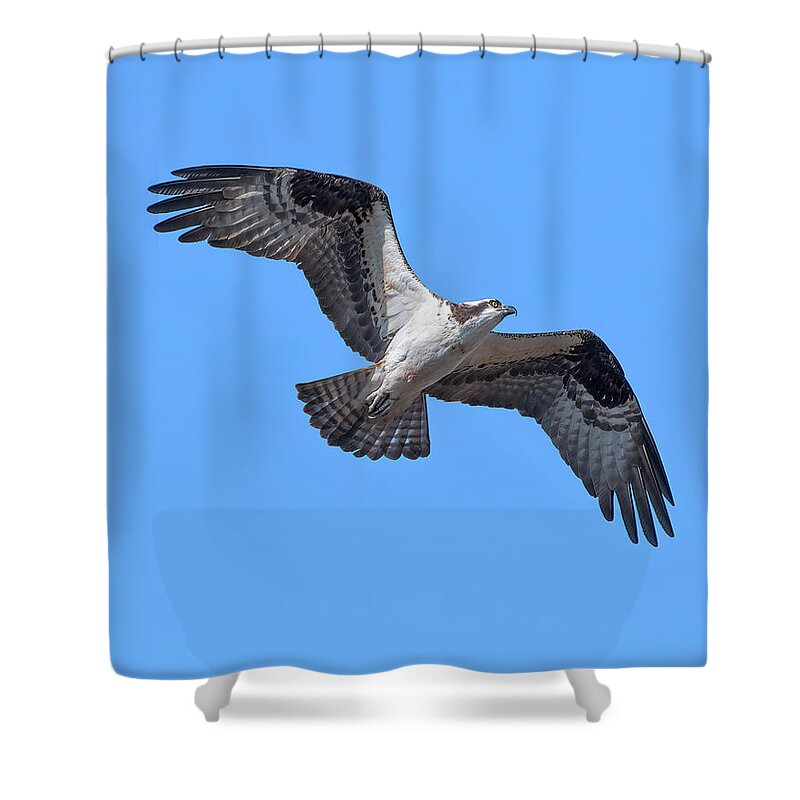 Nature Shower Curtain featuring the photograph Osprey in Flight DRB0282 by Gerry Gantt