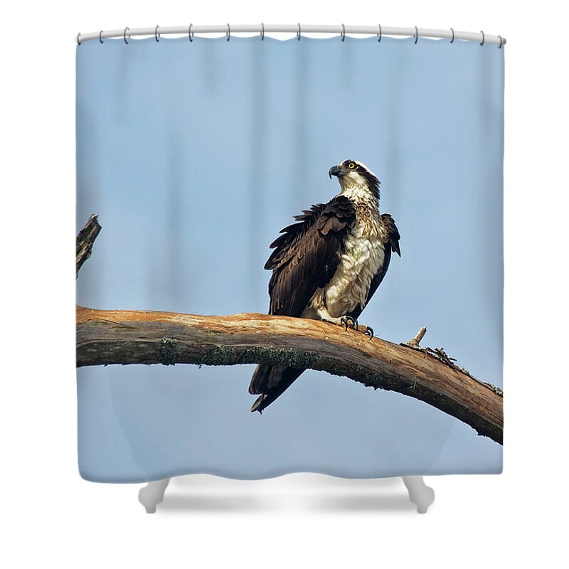 Osprey Shower Curtain featuring the photograph Osprey Perched Above White Oak River in the Croatan by Bob Decker