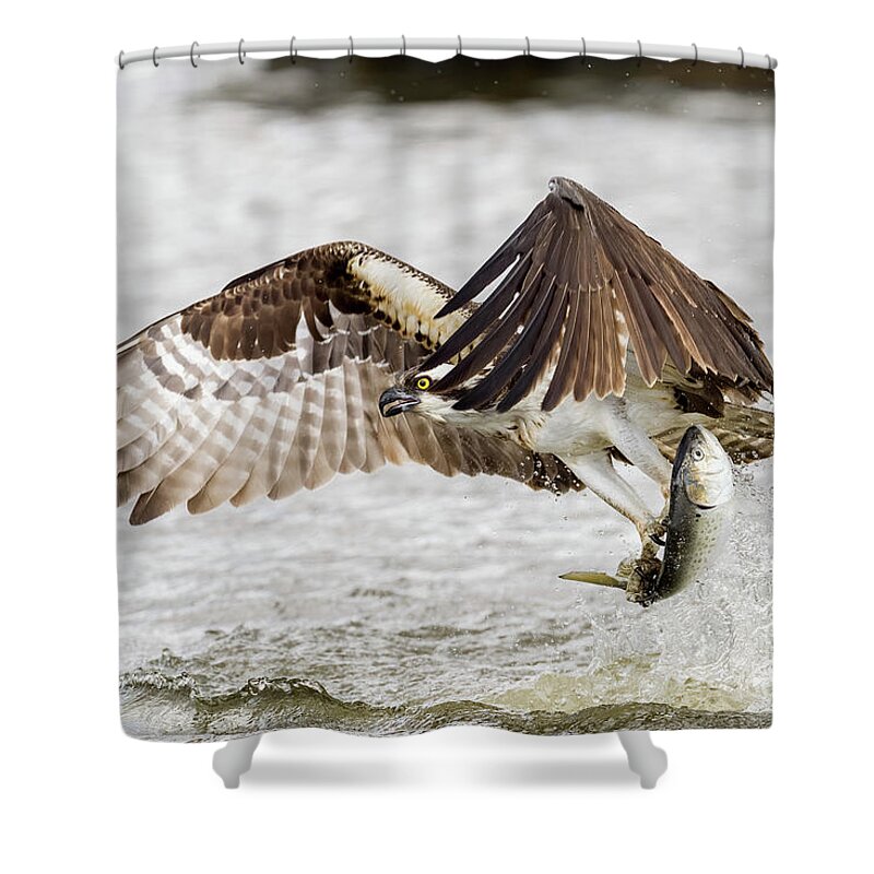 Osprey Shower Curtain featuring the photograph Osprey with catch of the day by Sam Rino
