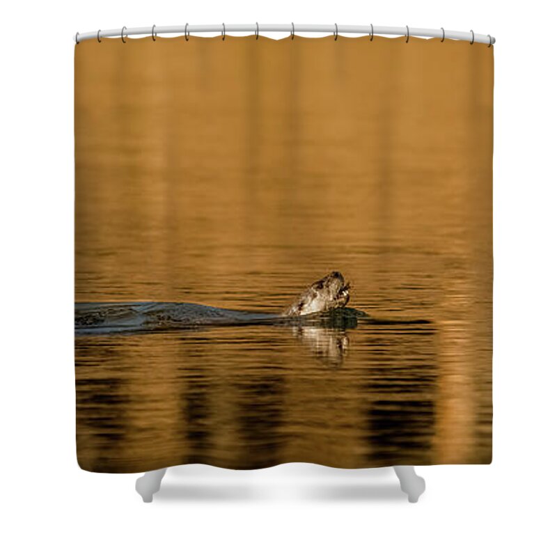 River Otter Shower Curtain featuring the photograph Otter Catch by Yeates Photography