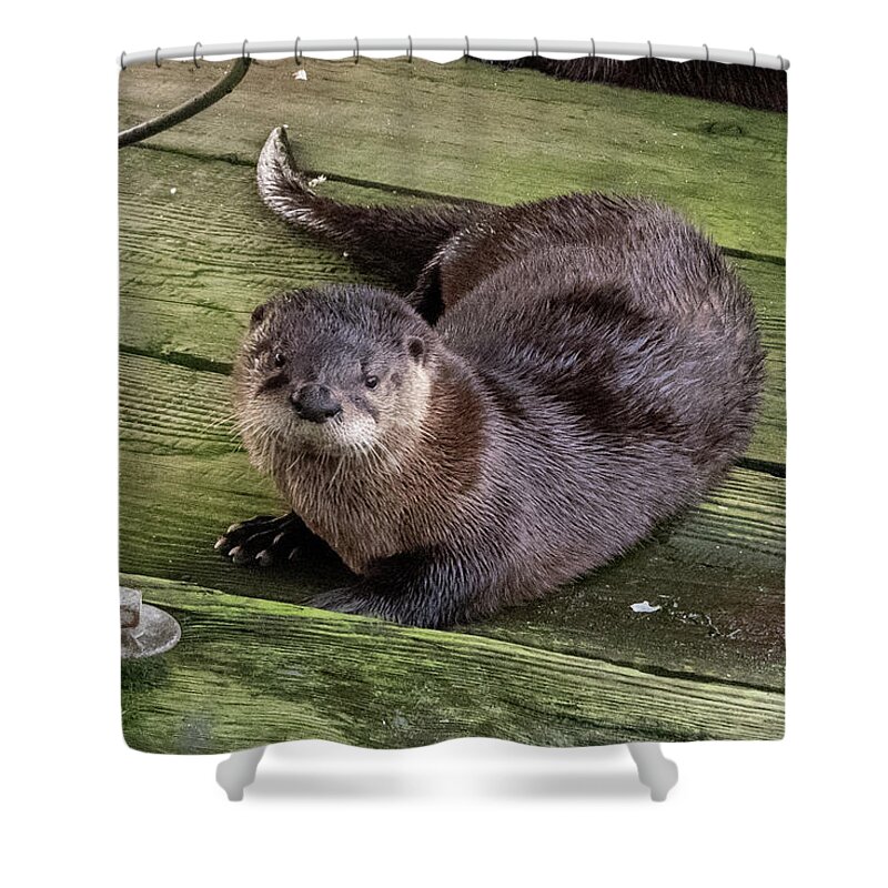 Otter Shower Curtain featuring the photograph Otter takes a break by Stephen Sloan