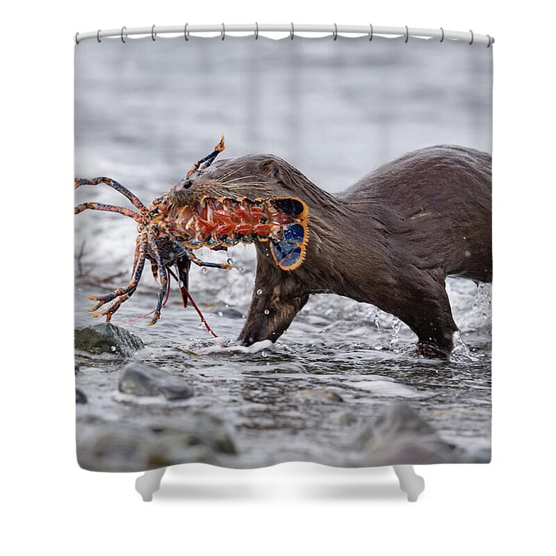 Otter Shower Curtain featuring the photograph Otter With Lobster by Pete Walkden