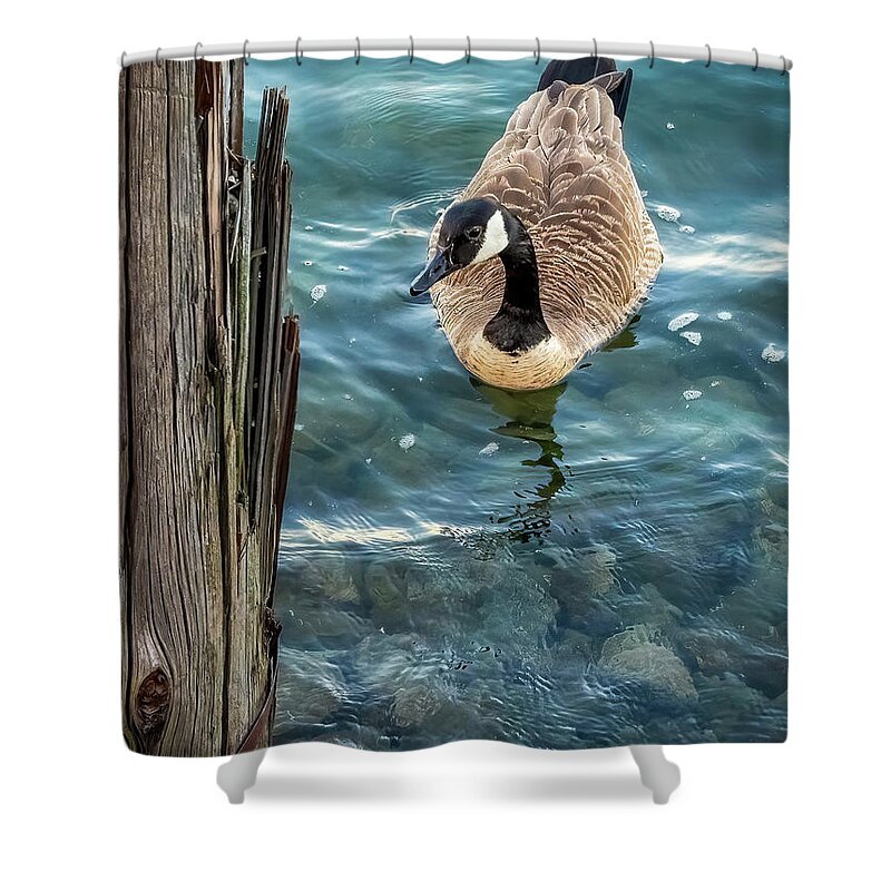 Vivid Shower Curtain featuring the photograph Out for a Swim by Rob Green