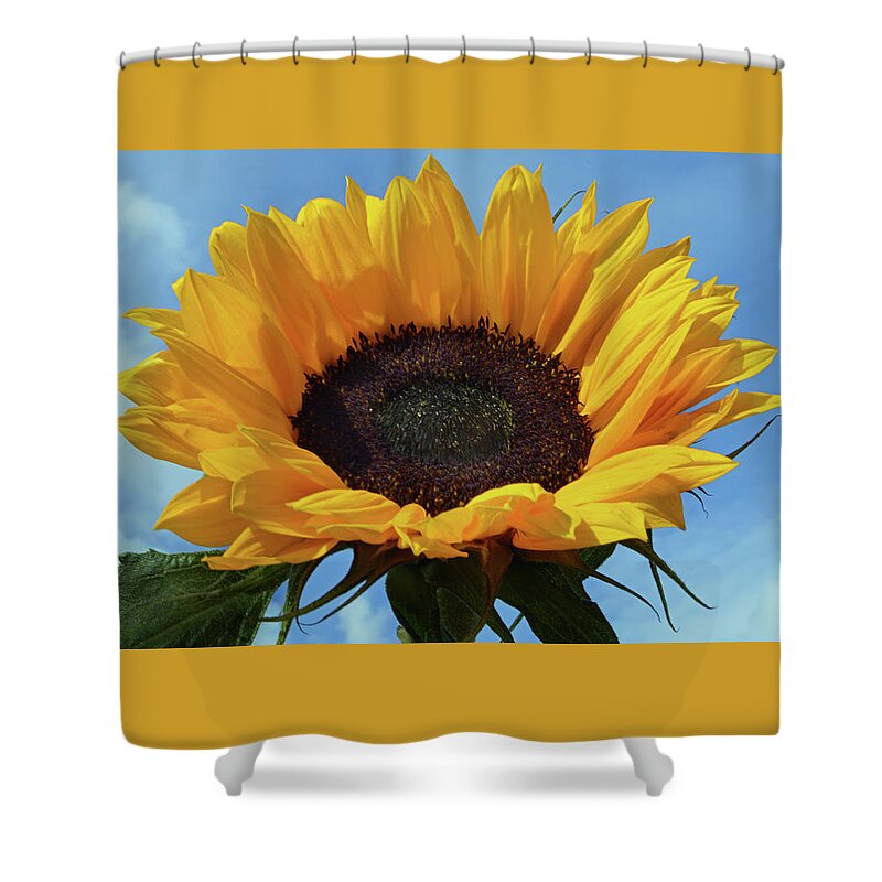 Sunflower Shower Curtain featuring the photograph Out In The Sunshine. by Terence Davis