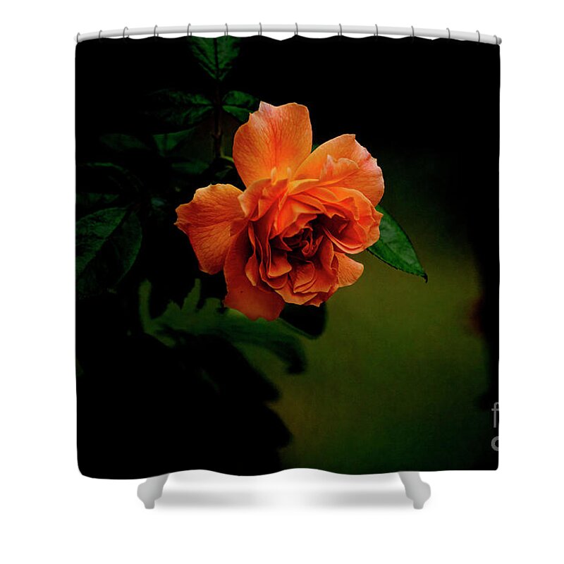 Rose Shower Curtain featuring the photograph Out of the Dark by Joan Bertucci