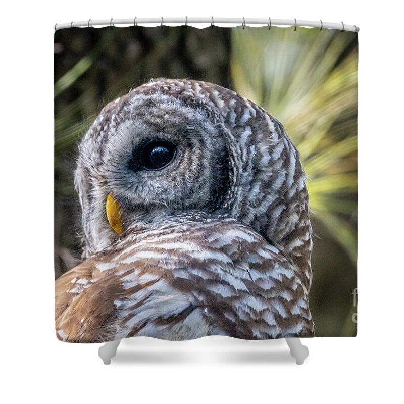 Owl Shower Curtain featuring the photograph Over the Shoulder Owl View by Tom Claud