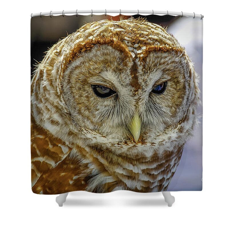 Buffalo Shower Curtain featuring the photograph Owl II by Al Griffin