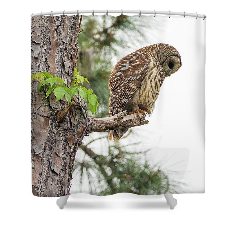 Birds Shower Curtain featuring the photograph Owl by Neil Shapiro