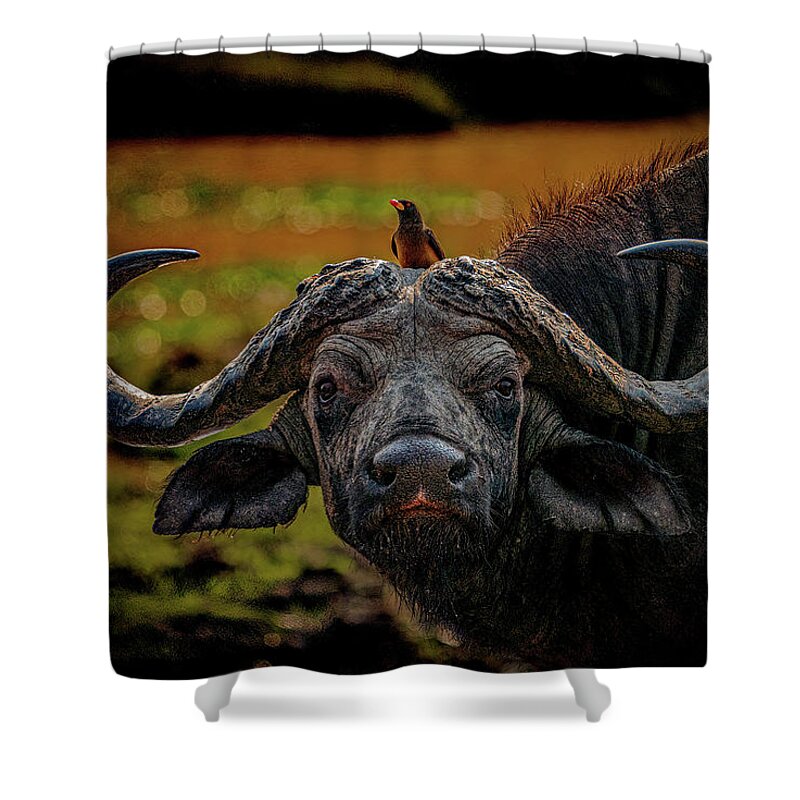 Cape Buffalo Shower Curtain featuring the photograph Ox Pecker by Darcy Dietrich