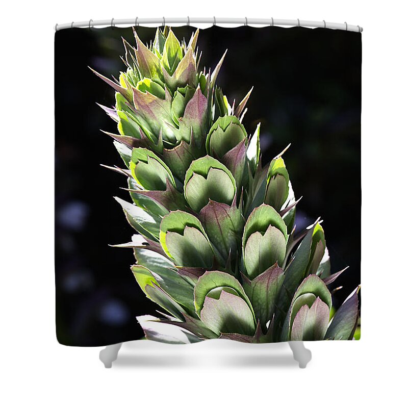 Bubbleblue Shower Curtain featuring the photograph Oyster Plant by Joy Watson