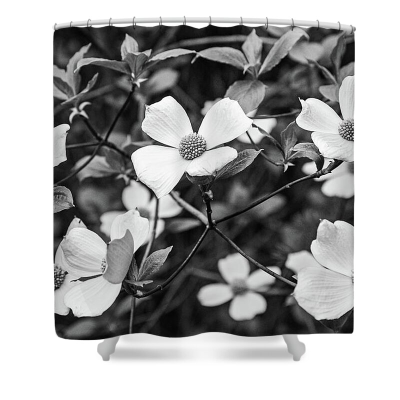 Flowers Shower Curtain featuring the photograph Pacific Dogwood Blossoms by Claude Dalley